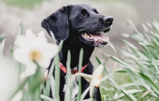 拉布拉多可以辦狗證嗎 城市禁養(yǎng)犬只要了解