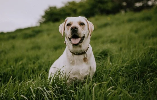 拉布拉多幼犬怎么喂養 拉布拉多幼犬怎么喂才科學