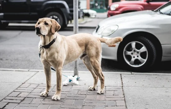 拉布拉多幼犬怎么喂養 拉布拉多幼犬怎么喂才科學