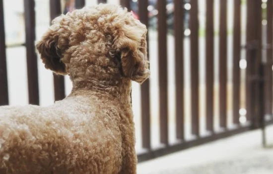 貴賓犬愛吃什么零食 貴賓犬喜歡的零食有哪些