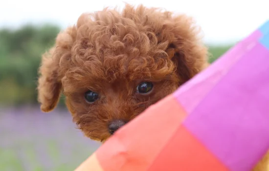 貴賓犬顏色 貴賓犬顏色介紹