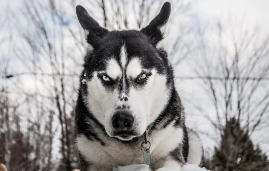 怎么讓幼犬哈士奇晚上不叫 哈士奇幼犬晚上叫怎么辦