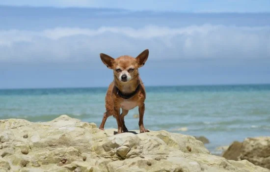 帶狗狗去海邊有哪些要注意 狗狗去海邊注意事項