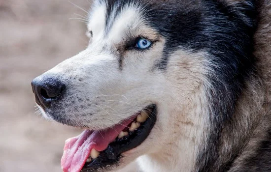 多哥是什么犬種 電影多哥是什么犬種