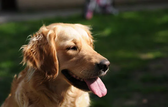 治愈犬有哪些品種 治療犬其實并沒有按照品種來區分