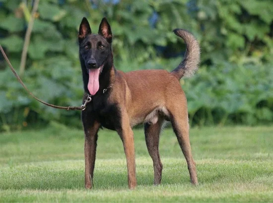 馬犬幾個月認主人 馬犬認主人的時候