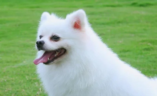 養博美家里臭不臭 養博美犬家里不臭