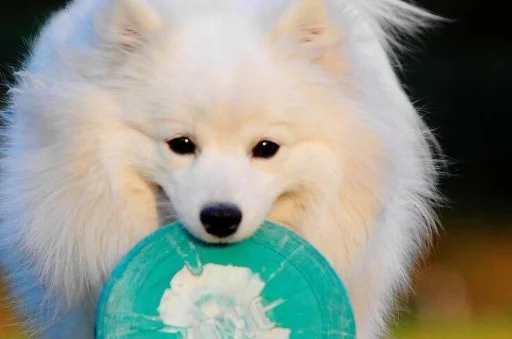 銀狐犬為什么很少人養 銀狐犬很少人養的原因