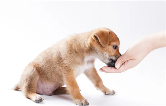 怎樣手工制作幼犬狗糧 如何手工制作幼犬狗糧