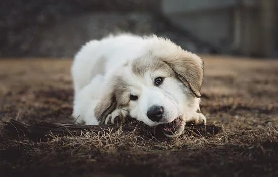 幼犬可以吃什么 幼犬可以吃什么零食