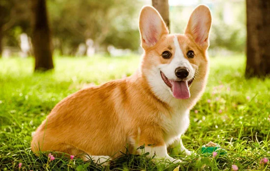 養柯基犬有什么禁忌 養柯基犬的禁忌