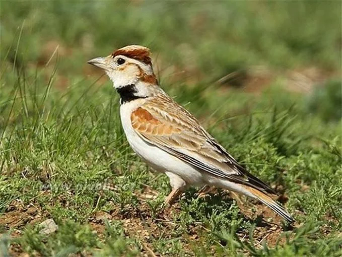 百靈鳥象征 百靈鳥象征什么