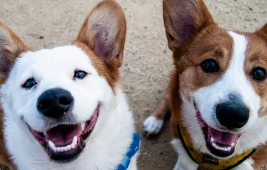 柯基是牧牛犬嗎 柯基犬是牧牛犬嗎