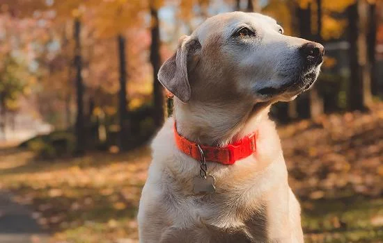 怎么區分犬瘟和感冒 如何區分犬瘟和感冒