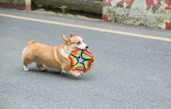 訓練柯基幼犬大小便 怎么訓練柯基幼犬大小便