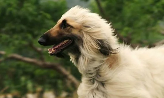 阿富汗獵犬價格一般是多少 阿富汗獵犬價格