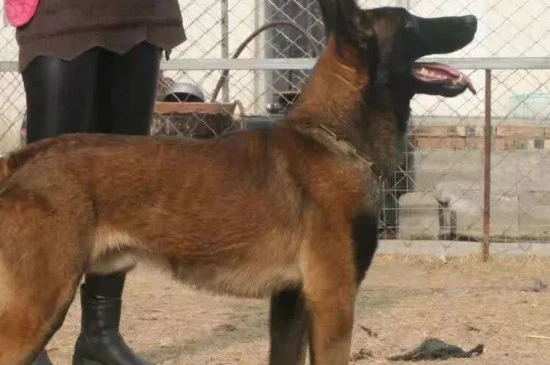 馬犬看家護院怎么樣 馬犬看家護院很不錯