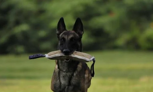 馬犬幾個月停止生長 馬犬12～18個月停止生長