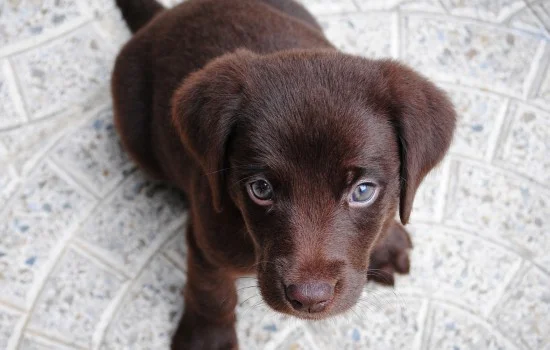 黑色犬種有哪些 黑色犬種大概有哪些