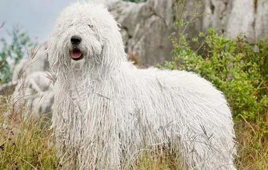 古牧犬掉毛嗎 古牧犬會掉毛