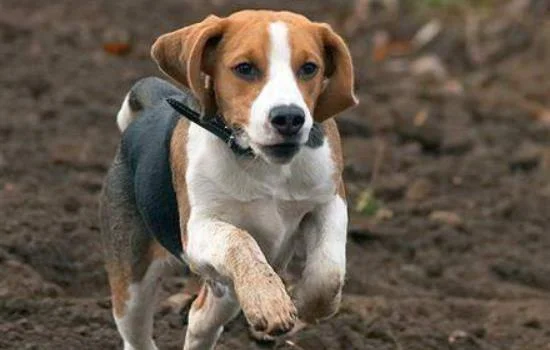 英國獵狐犬和比格犬的區別 英國獵狐犬和比格犬有什么不同