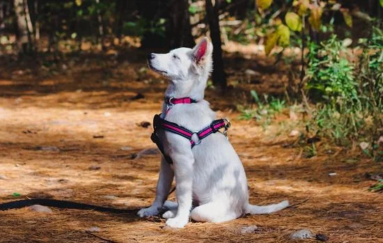 土松犬是中華田園犬嗎 土松犬是什么狗