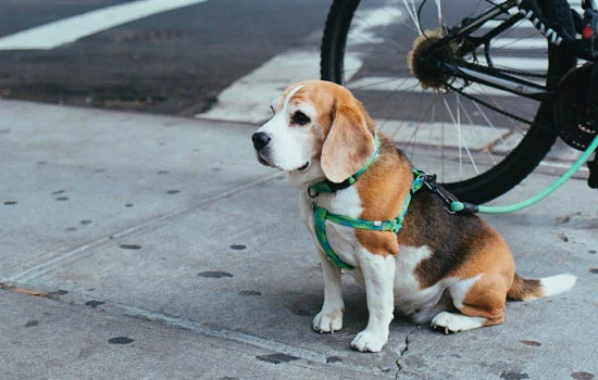 狗狗得狂犬病有什么癥狀 狗狗狂犬病的癥狀