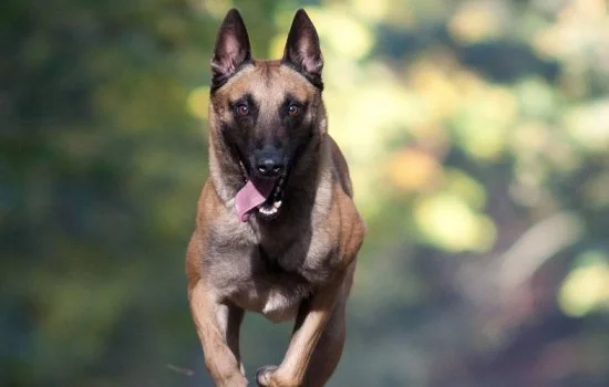 三個月小馬犬一頓吃多少狗糧 三個月小馬犬大概吃多少狗糧