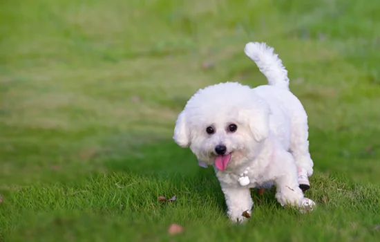 小熊犬是什么狗 小熊犬是什么狗串的