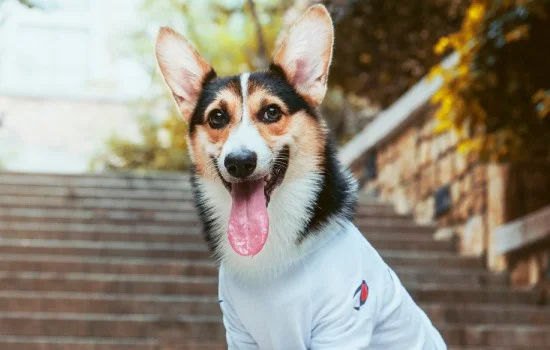 柯基犬打它能聽話嗎 柯基犬打它會聽話嗎