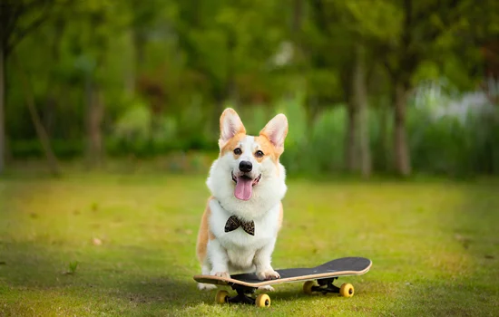 柯基犬適合家里養嗎 柯基犬適合家里養的原因