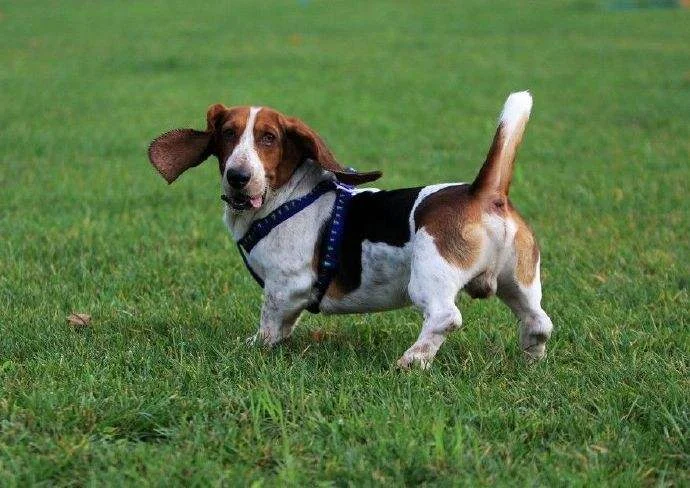 巴吉度犬有什么缺點 破壞力強難以訓練飯量大