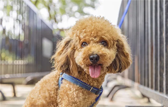 泰迪多大算成犬 泰迪12個月后算成犬