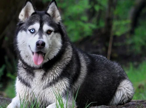 哈士奇為什么不能當警犬 哈士奇不能當警犬的原因