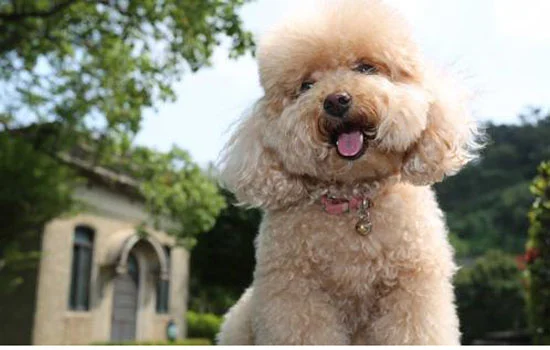 貴賓犬皮膚病怎么辦 貴賓犬皮膚病的處理方法