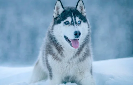 西伯利亞雪橇犬和哈士奇的區別 雪橇犬與哈士奇的不同