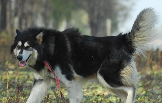 深圳禁養阿拉斯加犬嗎 能不能在深圳養阿拉斯加犬