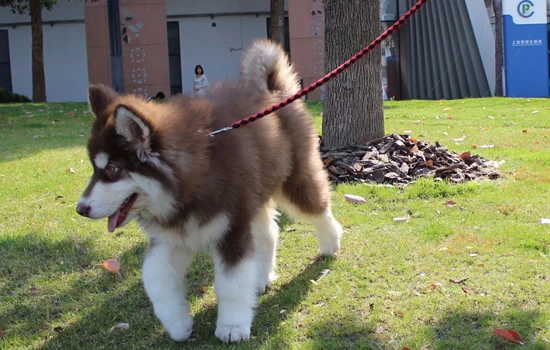 杭州禁養阿拉斯加犬嗎 能不能在杭州養阿拉斯加犬