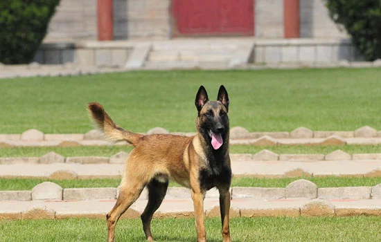 成都為什么不禁養馬犬 為什么成都不禁養馬犬