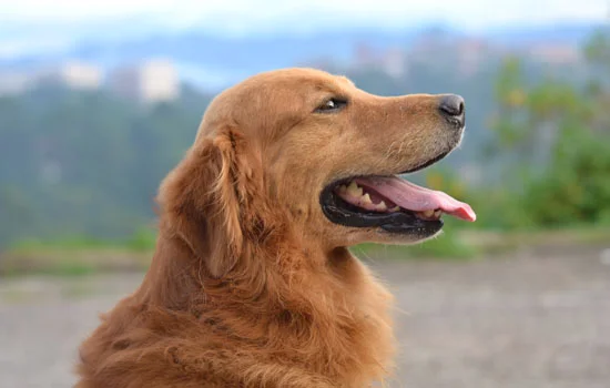 桂林禁養犬名單 桂林禁養狗狗的名單