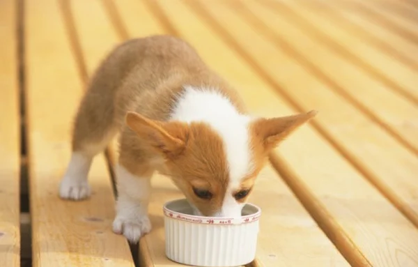 柯基幼犬狗糧怎么泡