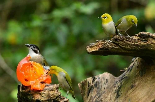 繡眼鳥(niǎo)的寓意 繡眼鳥(niǎo)寓意