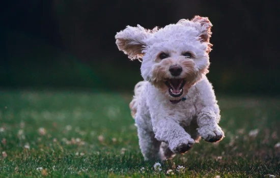 通滅是治療犬哪些皮膚病