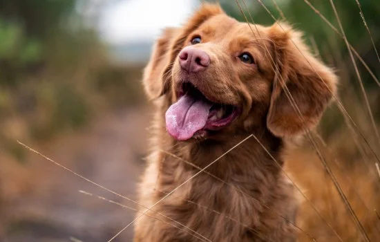 便宜適合家養的小型犬