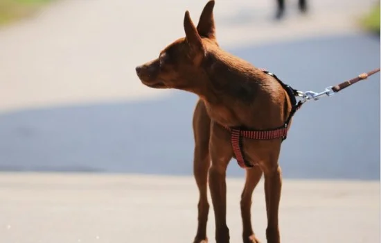 小鹿犬發(fā)抖是害怕嗎