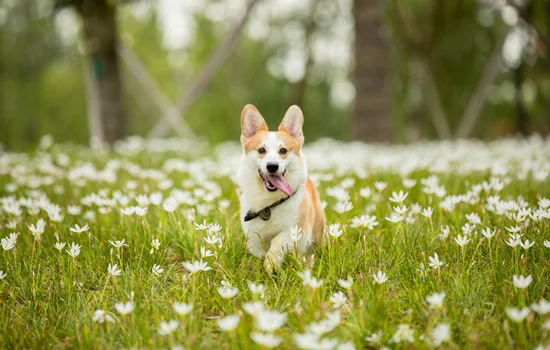 柯基犬討厭主人的表現(xiàn)