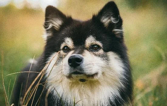 幼犬什么時候打狂犬疫苗