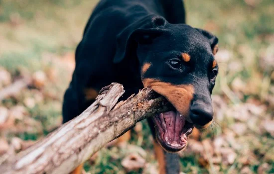 小鹿犬一般長幾斤