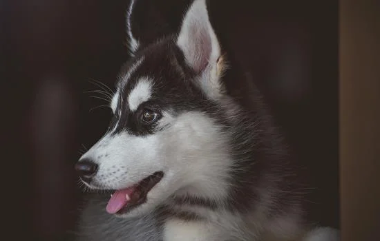 飼養小型犬需要注意什么