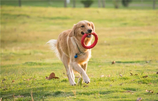 合作城市養犬管理辦法 合作養犬管理辦法